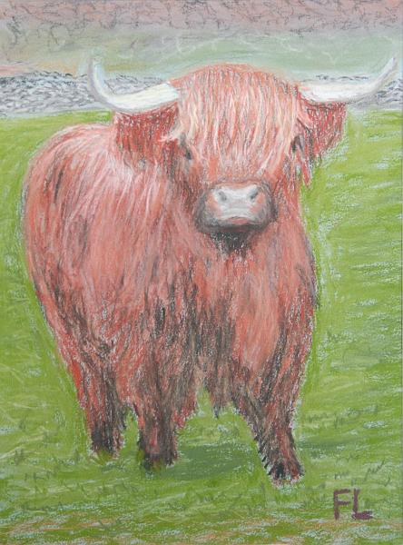 Highland Cow.jpg - Highland Cow